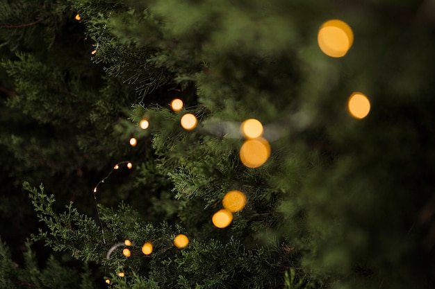 Schöner Baum und Lichter für Weihnachtskonzept