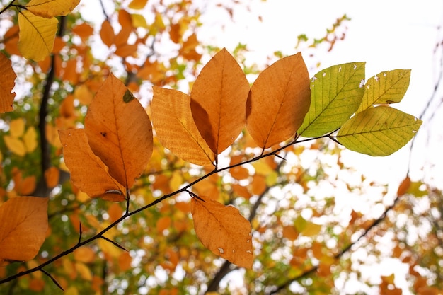 Schöner Baumzweig mit Herbstlaub. Herbst Hintergrund.