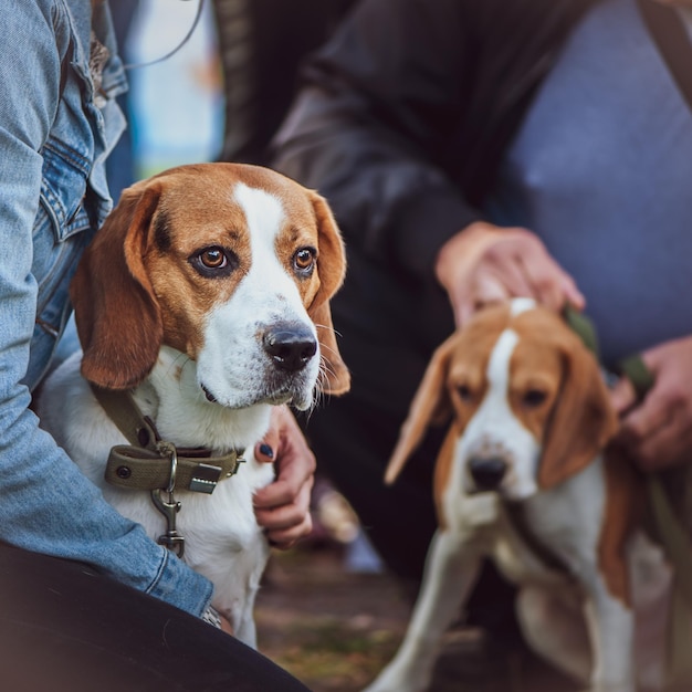 Schöner Beagle auf der Hundeausstellung in den Händen des Besitzers