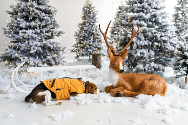 Schöner Beagle-Hund posiert neben dem Weihnachtsbaum Der Beagle liegt in der Atmosphäre des neuen Jahres in der Nähe des Hirschhundes