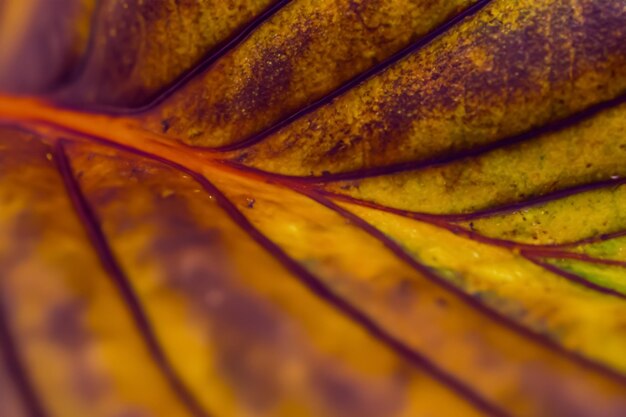 Schöner Blatthintergrund. Die Freude der Natur an visueller Harmonie