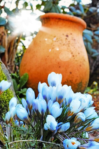 Foto schöner blauer krokus in meinem garten ein nahaufnahmefoto des schönen hellblauen krokusses