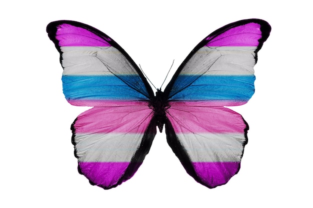 Schöner blauer Schmetterling isoliert auf weißem Hintergrund