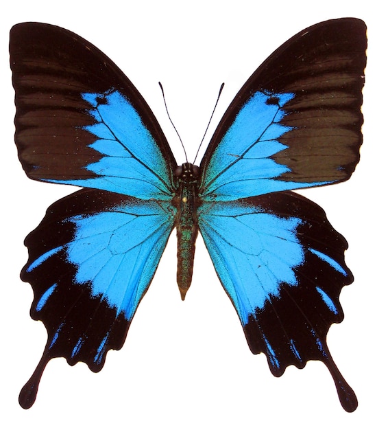 Schöner blauer Schmetterling Papilio ulysses isoliert auf weißem Makro. Papilionidae.Schmetterlingssammlung.