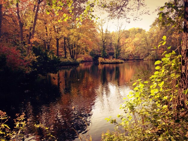 Foto schöner blick auf den see im wald im herbst