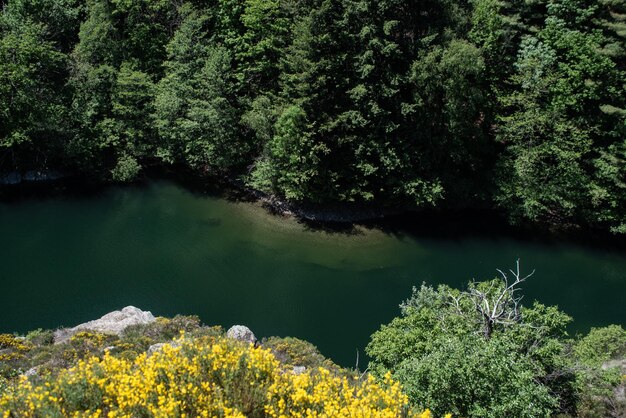 Foto schöner blick auf den see inmitten der bäume