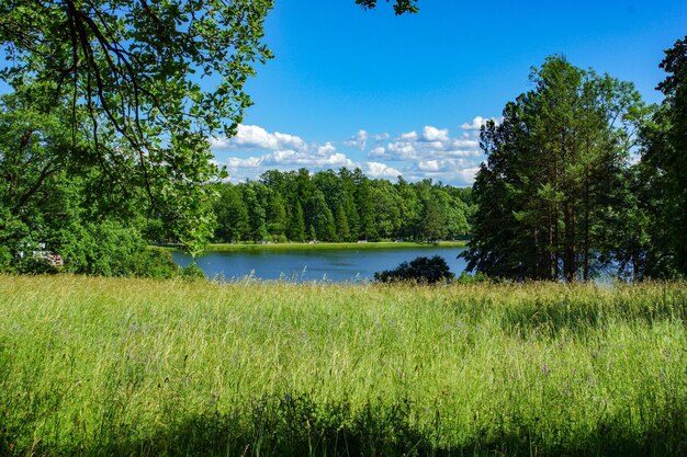 Foto schöner blick auf den see und die bäume vor dem blauen himmel