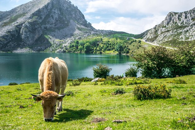 Foto schöner blick auf den see von den bergen