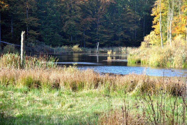 Foto schöner blick auf den see