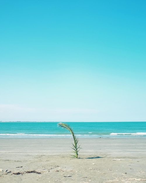 Schöner Blick auf den Strand vor klarem blauen Himmel