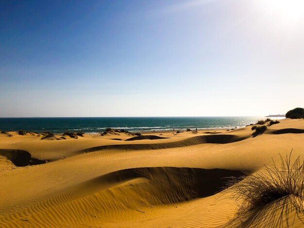 Schöner Blick auf den Strand vor klarem Himmel