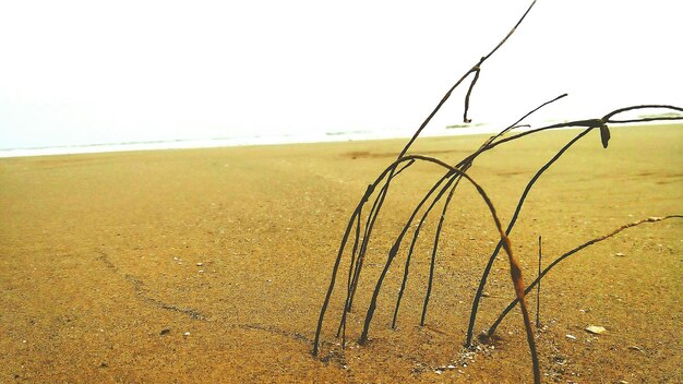 Schöner Blick auf den Strand vor klarem Himmel