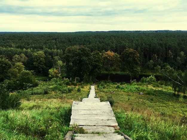 Foto schöner blick auf den wald vor einem bewölkten himmel