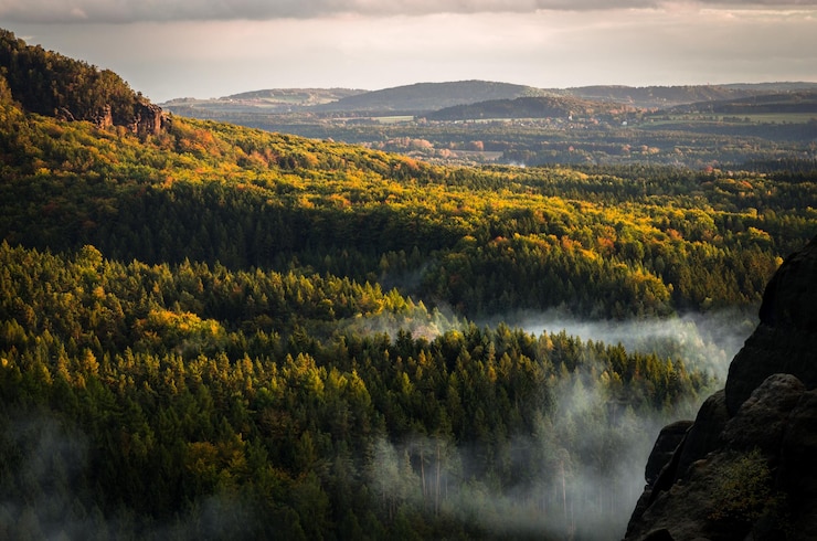 Foto schöner blick auf den wald vor einem bewölkten himmel