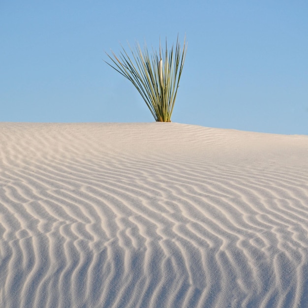 Schöner Blick auf die Sanddünen vor klarem Himmel