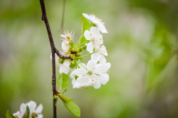 Schöner blühender Apfelbaum-Obstgarten im Frühlingsgarten