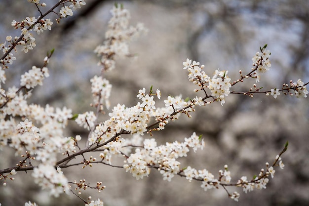 Schöner blühender Apfelbaum-Obstgarten im Frühlingsgarten