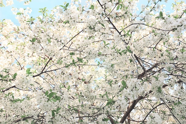 Schöner blühender Baum auf Himmelshintergrund