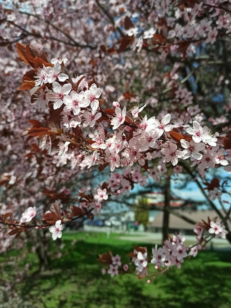 Schöner blühender Baum in der Stadt. Frühlingsblühender Baum. städtischer blühender Baum