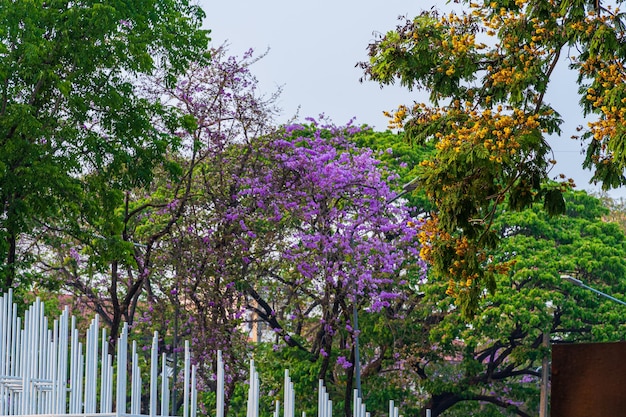 Schöner blühender Bungor Lagerstroemia Loudonii Teijsm Binn blüht thailändischer Bungorbaum und grüne Blätter mit dem Park im Frühlingstag, blauer Himmelshintergrund Thailand