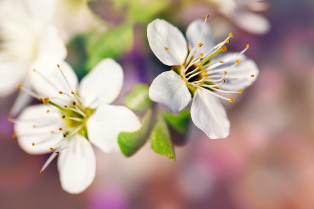 Schöner blühender Garten der Apfelbäume im Frühjahr. Nahansicht.