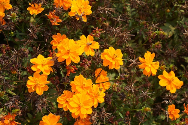 Schöner blühender Gartenblumenhintergrund