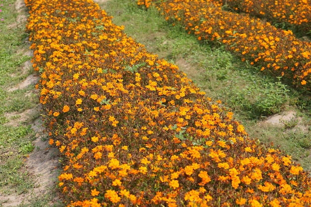 Schöner blühender Gartenblumenhintergrund