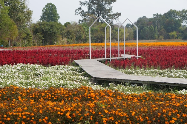 Schöner blühender Gartenblumenhintergrund