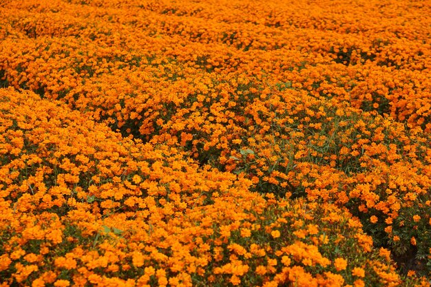 Schöner blühender Gartenblumenhintergrund