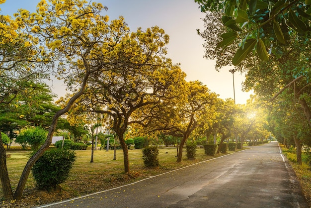 Schöner blühender gelber goldener Trompetenbaum oder Tabebuia aurea am Straßenrand des Gelben, der mit dem Park im Frühlingstag im Garten und im Hintergrund des Sonnenunterganghimmels in Thailand blüht