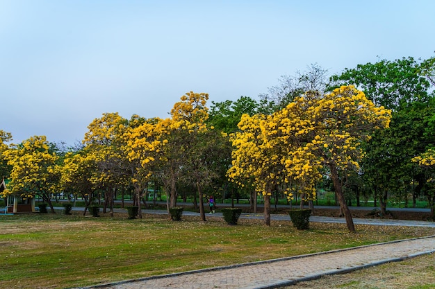 Schöner blühender gelber goldener Trompetenbaum oder Tabebuia aurea am Straßenrand des Gelben, der mit dem Park im Frühlingstag im Garten und im Hintergrund des Sonnenunterganghimmels in Thailand blüht