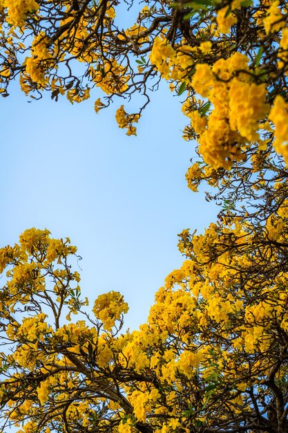 Schöner blühender gelbgoldener Trompetenbaum oder Tabebuia blühen mit dem Park im Frühlingstag im Garten und Sonnenuntergang blauer Himmelshintergrund in Thailand