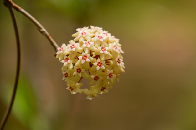 Schöner blühender Hintergrund der orange Hoya-Blume