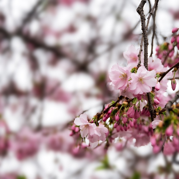 Schöner blühender japanischer Kirschbaum