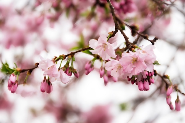 Schöner blühender japanischer Kirschbaum