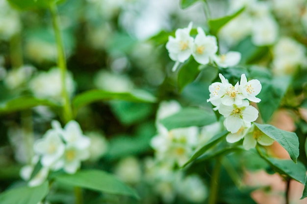 Schöner blühender Jasminstrauch im Frühjahr Hintergrund Wachsender Jasmin im Garten