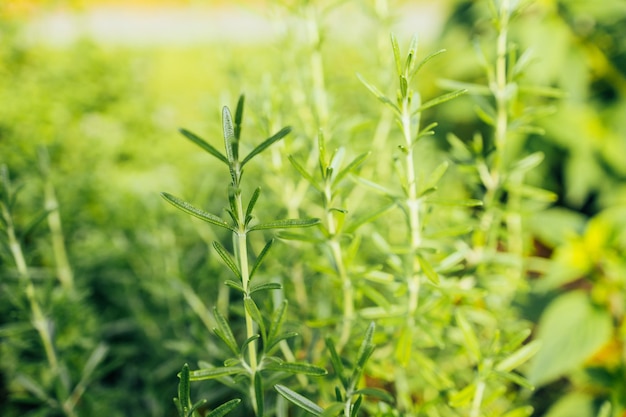 Schöner blühender Kräutergarten mit frischem Rosmarinkraut wächst im Freien Garten mit Kräuter- und Heilpflanzen