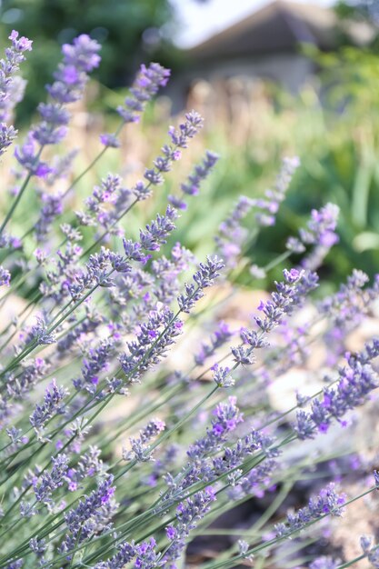 Schöner blühender Lavendel im Freien