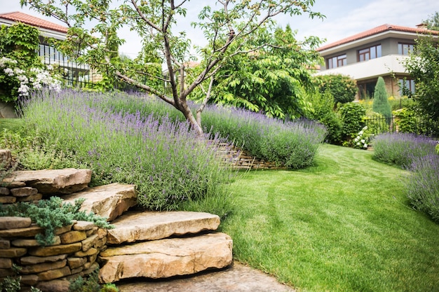 Schöner blühender Lavendel wächst in einem Garten in einer privaten Villa