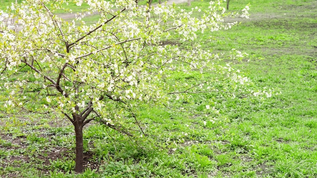 Schöner blühender Obstbaum Schön blühender Baum mit weißen Blüten