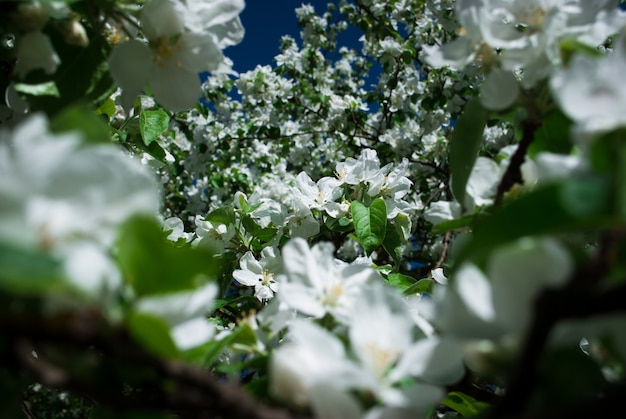 Schöner blühender Parkabschluß der Apfelbäume im Frühjahr oben