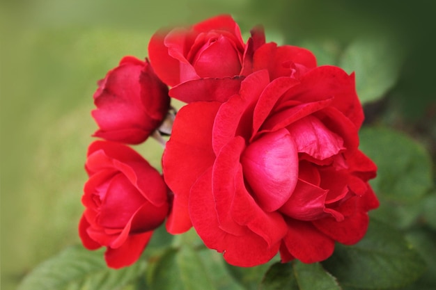 Schöner Blütenstand von roten Rosen im Garten Computertapete