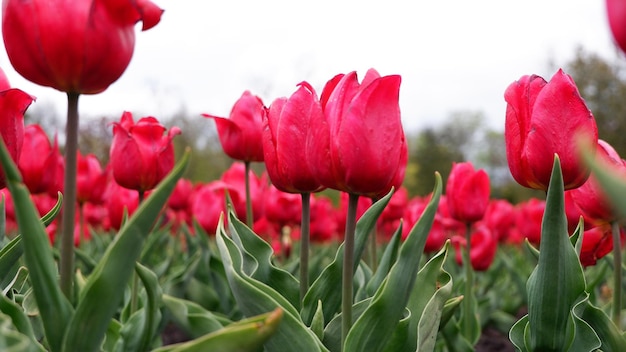 Schöner Blumenhintergrund aus leuchtend roten holländischen Tulpen, die im Garten mitten an einem sonnigen Frühlingstag mit einer Landschaft aus grünem Gras und blauem Himmel blühen