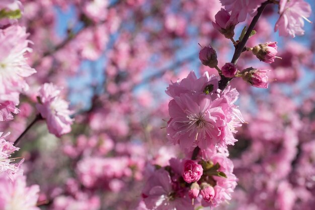 Schöner Blumenhintergrund mit Sakura-Blüten gegen den blauen Himmel