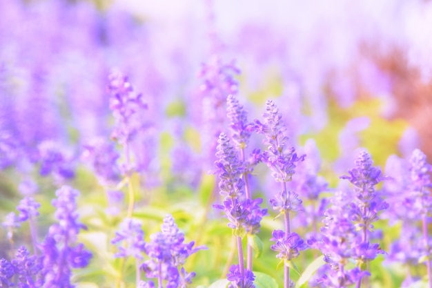 Schöner Blumenhintergrund mit Salvia farinacea Benth (Weichzeichnung)