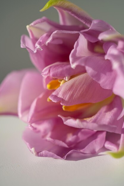 Schöner Blumenhintergrund von Lila-Tulpen in Nahaufnahme