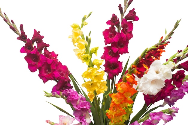 Schöner Blumenstrauß aus bunten Gladiolenblumen isoliert auf weißem Hintergrund. Gelb, rot, orange, grün. Flache Lage, Ansicht von oben