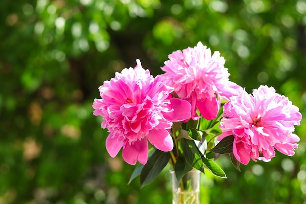 Schöner Blumenstrauß aus drei Pfingstrosen gegen Grün Blumenarrangement Selektiver Fokus