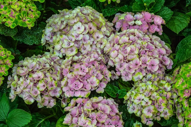 schöner Blumenstrauß aus gemischten Blumen.