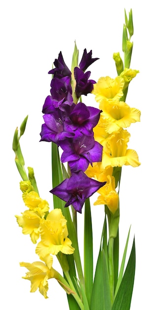 Schöner Blumenstrauß aus mehrfarbigen Gladiolusblumen lila und gelb isoliert auf weißem Hintergrund. Blumenmuster, Objekt. Naturkonzept. Flache Lage, Draufsicht